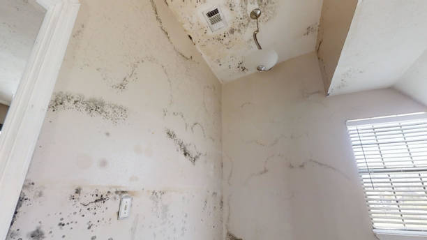 Best Environmental Consulting for Mold Prevention  in Mora, MN