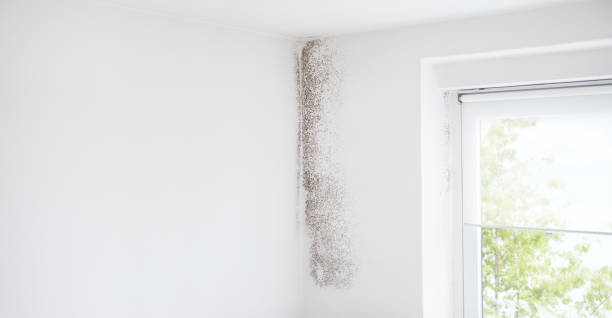 Best Residential Mold Inspection & Testing  in Mora, MN