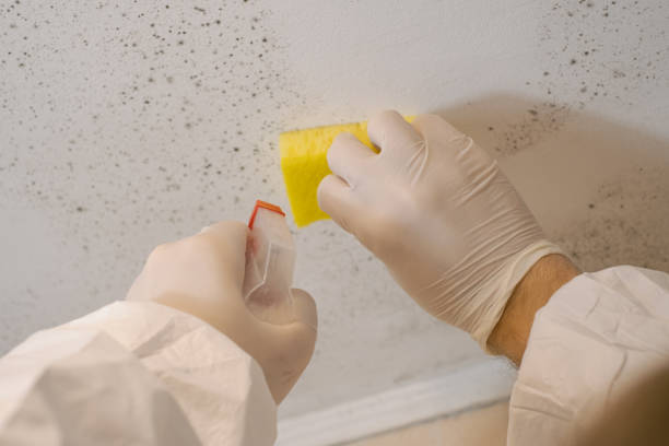 Best Mold Remediation for Healthcare Facilities  in Mora, MN